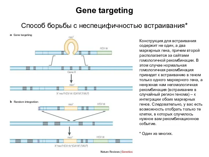 Gene targeting Способ борьбы с неспецифичностью встраивания* Конструкция для встраивания содержит не один,
