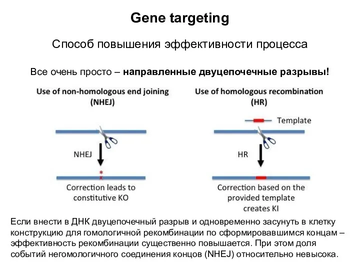 Gene targeting Способ повышения эффективности процесса Все очень просто – направленные двуцепочечные разрывы!