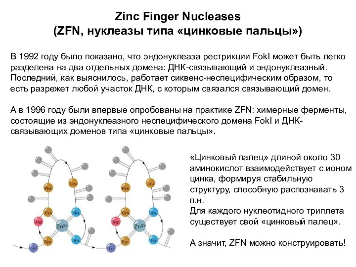 Zinc Finger Nucleases (ZFN, нуклеазы типа «цинковые пальцы») В 1992