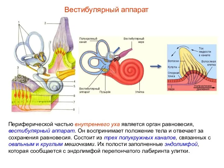Вестибулярный аппарат Периферической частью внутреннего уха является орган равновесия, вестибулярный аппарат. Он воспринимает