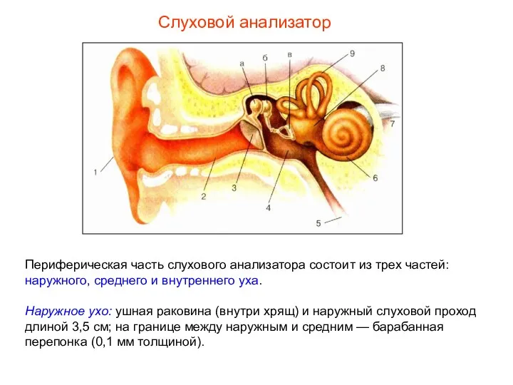 Периферическая часть слухового анализатора состоит из трех частей: наружного, среднего и внутреннего уха.