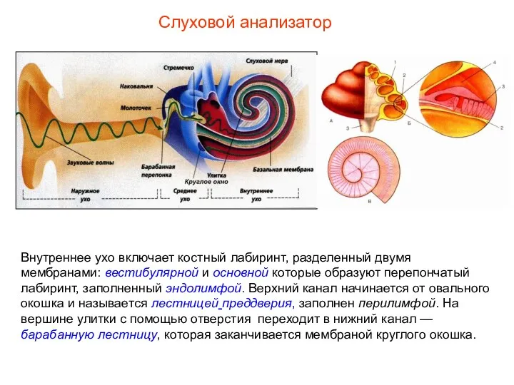 Внутреннее ухо включает костный лабиринт, разделенный двумя мембранами: вестибулярной и основной которые образуют
