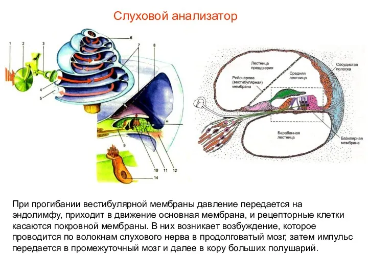 Слуховой анализатор При прогибании вестибулярной мембраны давление передается на эндолимфу, приходит в движение