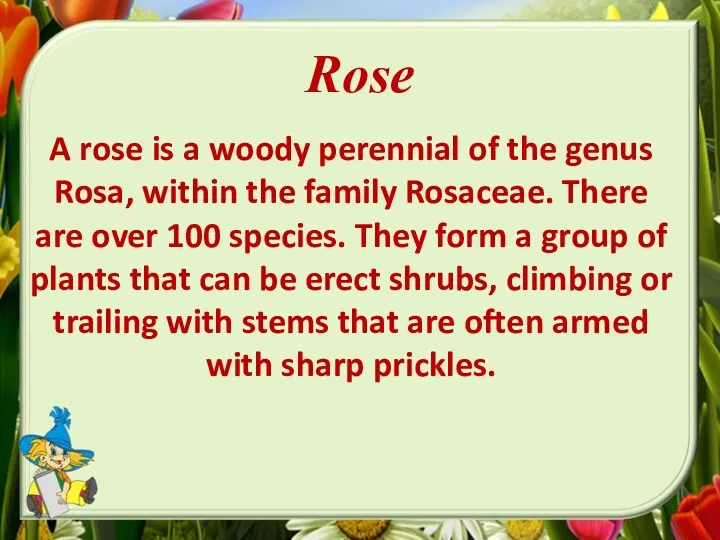 Rose A rose is a woody perennial of the genus