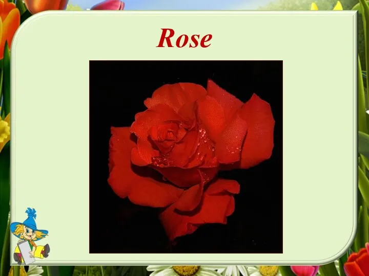 Rose