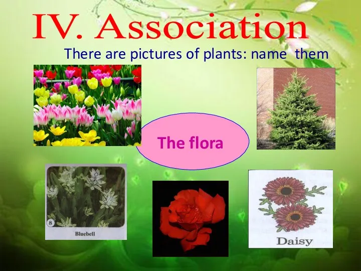 IV. Association There are pictures of plants: name them The flora