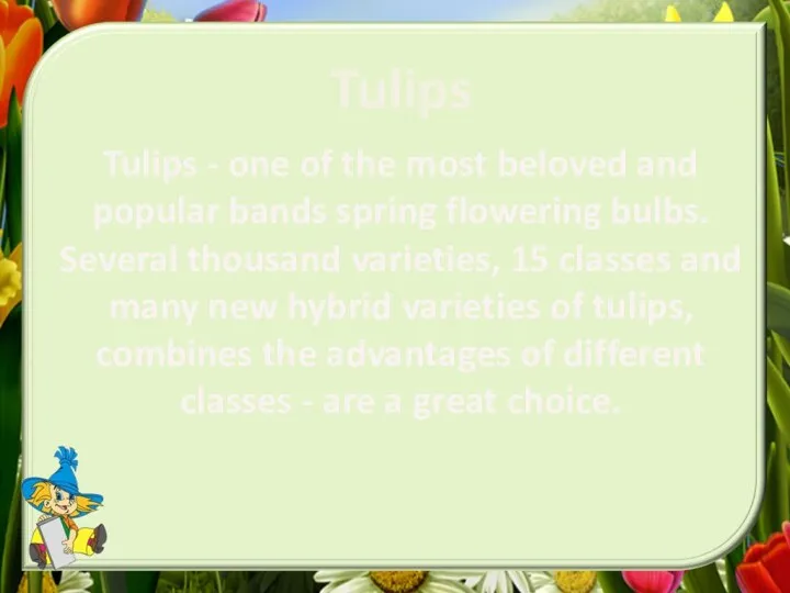 Tulips - one of the most beloved and popular bands