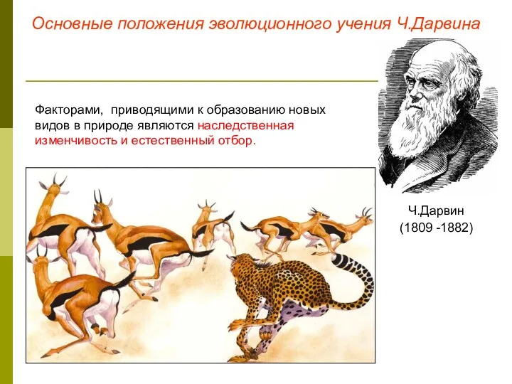 Основные положения эволюционного учения Ч.Дарвина Ч.Дарвин (1809 -1882) Факторами, приводящими к образованию новых