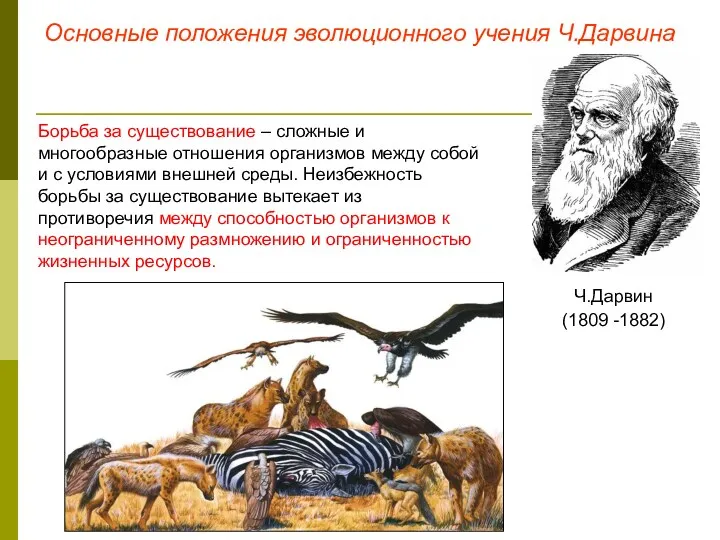 Основные положения эволюционного учения Ч.Дарвина Ч.Дарвин (1809 -1882) Борьба за существование – сложные