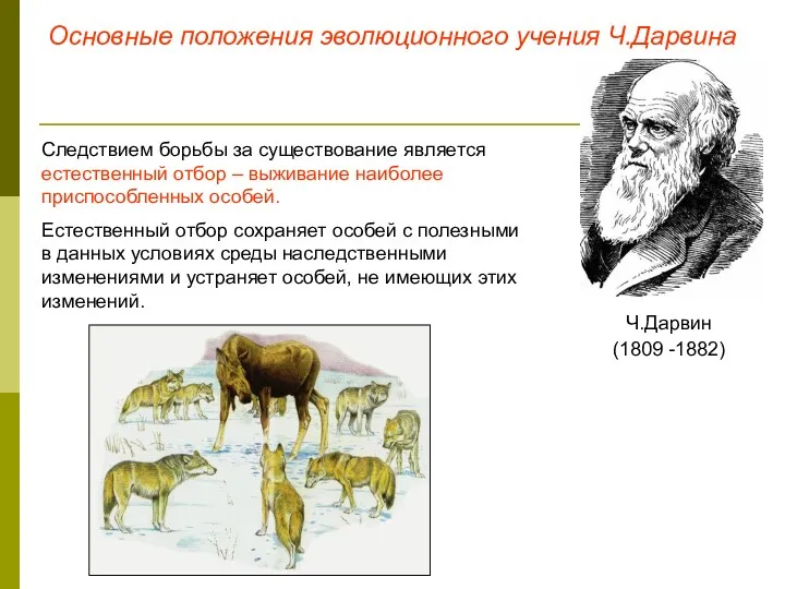 Основные положения эволюционного учения Ч.Дарвина Ч.Дарвин (1809 -1882) Следствием борьбы за существование является