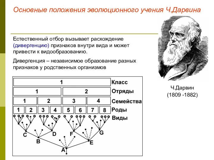 Основные положения эволюционного учения Ч.Дарвина Ч.Дарвин (1809 -1882) Естественный отбор вызывает расхождение (дивергенцию)