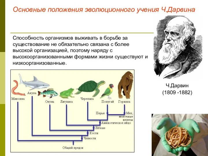 Основные положения эволюционного учения Ч.Дарвина Ч.Дарвин (1809 -1882) Способность организмов выживать в борьбе