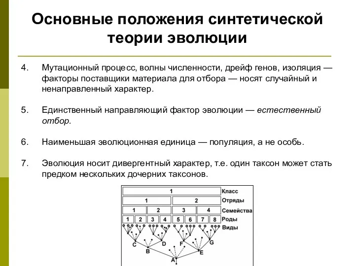 Основные положения синтетической теории эволюции Мутационный процесс, волны численности, дрейф