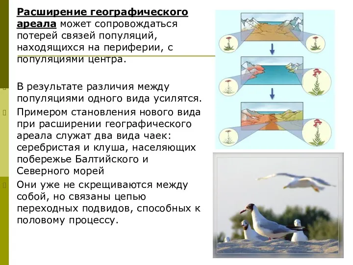 Расширение географического ареала может сопровождаться потерей связей популяций, находящихся на