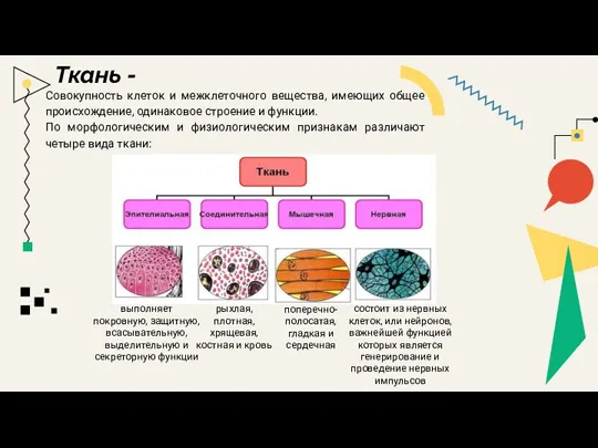 Ткань - Совокупность клеток и межклеточного вещества, имеющих общее происхождение, одинаковое строение и