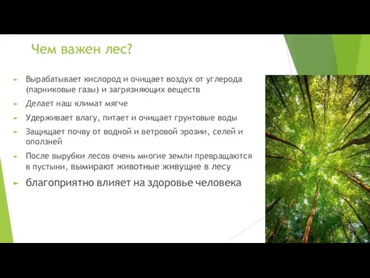 Чем важен лес? Вырабатывает кислород и очищает воздух от углерода