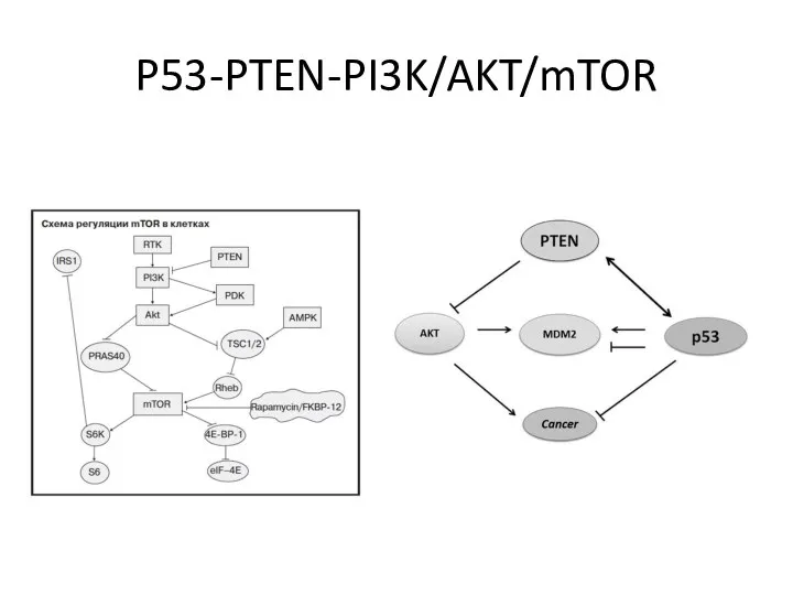 P53-PTEN-PI3K/AKT/mTOR