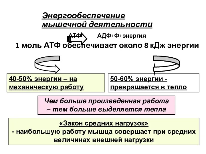 Энергообеспечение мышечной деятельности АТФ АДФ+Ф+энергия 1 моль АТФ обеспечивает около