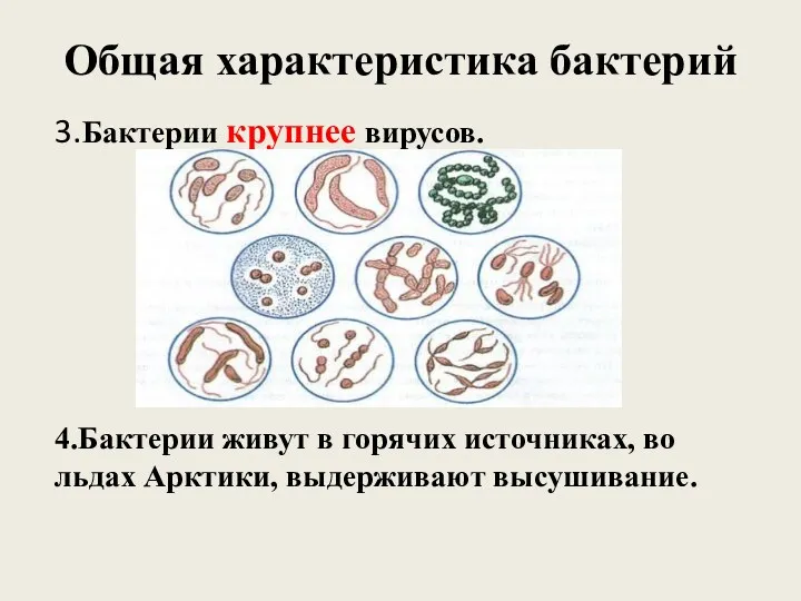 Общая характеристика бактерий 3.Бактерии крупнее вирусов. 4.Бактерии живут в горячих источниках, во льдах Арктики, выдерживают высушивание.