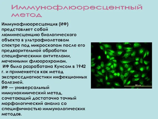 Иммунофлюоресценция (ИФ) представляет собой люминесценцию биологического объекта в ультрафиолетовом спектре