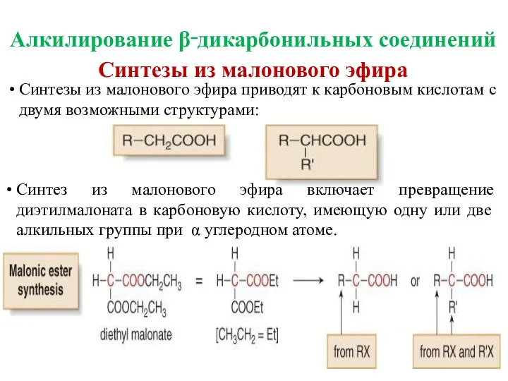 Синтезы из малонового эфира Синтезы из малонового эфира приводят к