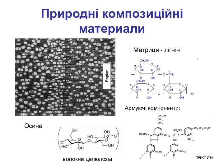 Природні композиційні материали Осина Матриця - лігнін Армуючі компоненти: волокна целюлозы пектин