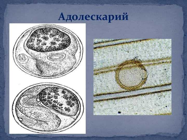 Адолескарий