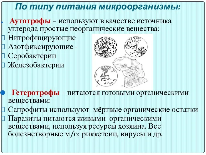 По типу питания микроорганизмы: Аутотрофы – используют в качестве источника