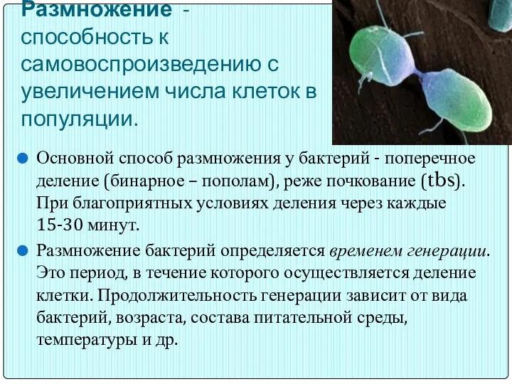 Размножение - способность к самовоспроизведению с увеличением числа клеток в