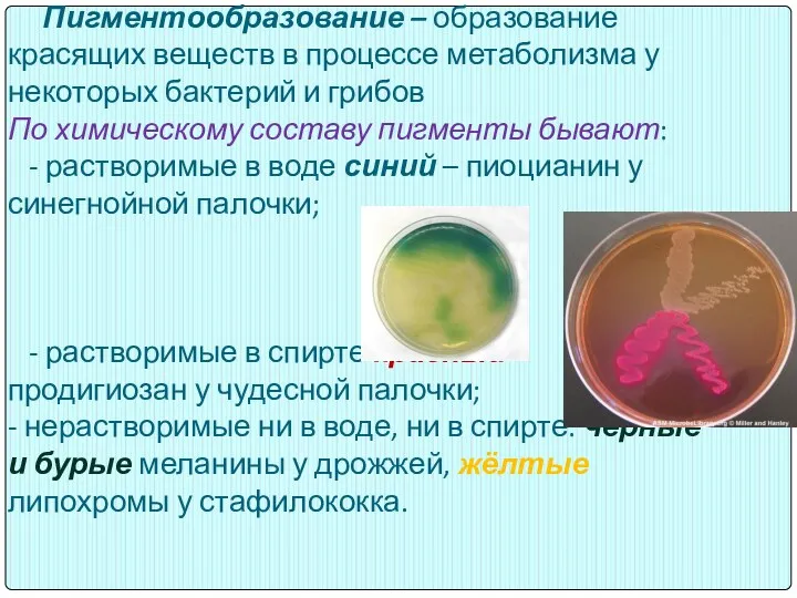 Пигментообразование – образование красящих веществ в процессе метаболизма у некоторых