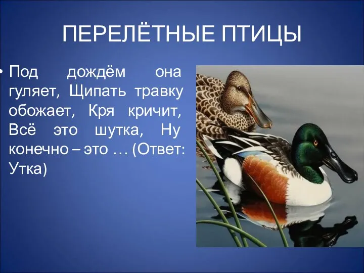 ПЕРЕЛЁТНЫЕ ПТИЦЫ Под дождём она гуляет, Щипать травку обожает, Кря кричит, Всё это