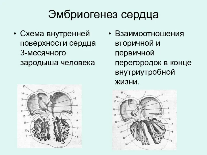 Эмбриогенез сердца Схема внутренней поверхности сердца 3-месячного зародыша человека Взаимоотношения вторичной и первичной