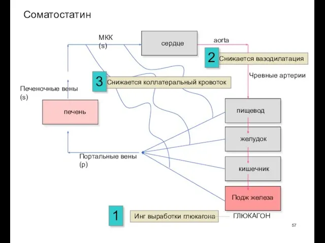 Соматостатин Инг выработки глюкагона 1 Снижается вазодилатация 2 Снижается коллатеральный кровоток 3