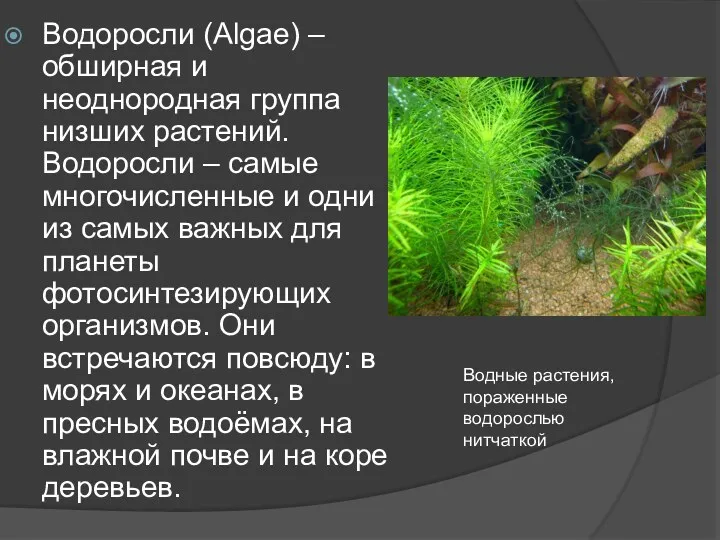 Водоросли (Algae) – обширная и неоднородная группа низших растений. Водоросли