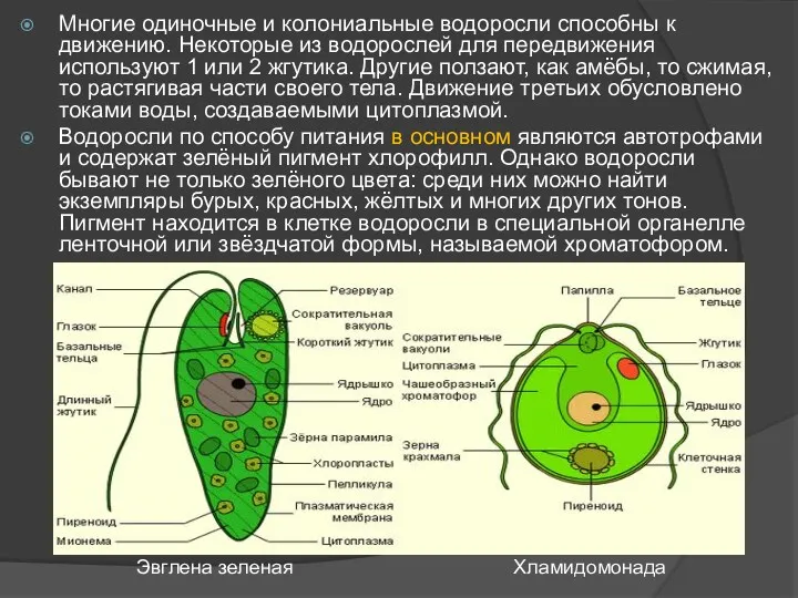 Многие одиночные и колониальные водоросли способны к движению. Некоторые из