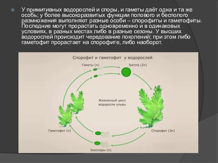 У примитивных водорослей и споры, и гаметы даёт одна и