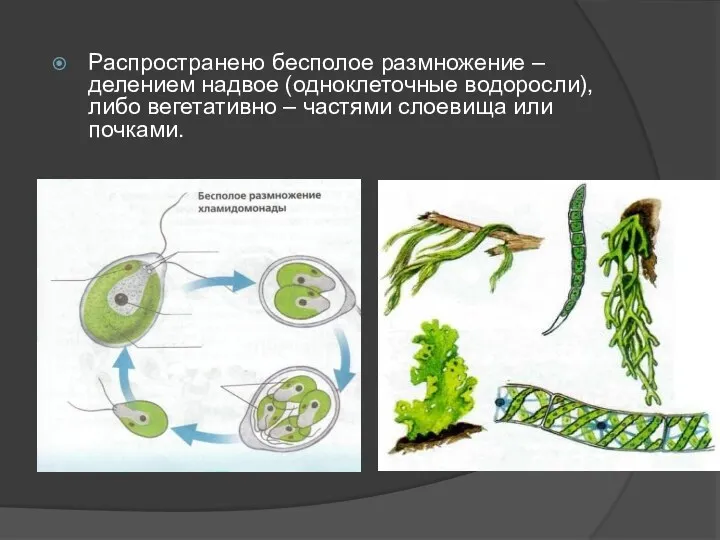 Распространено бесполое размножение – делением надвое (одноклеточные водоросли), либо вегетативно – частями слоевища или почками.