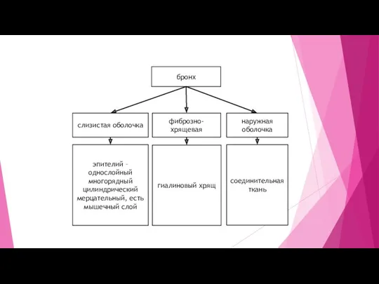 бронх слизистая оболочка фиброзно-хрящевая гиалиновый хрящ эпителий – однослойный многорядный цилиндрический мерцательный, есть