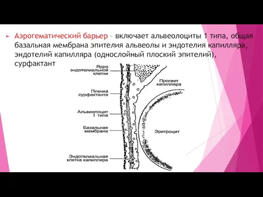 Аэрогематический барьер – включает альвеолоциты 1 типа, общая базальная мембрана эпителия альвеолы и