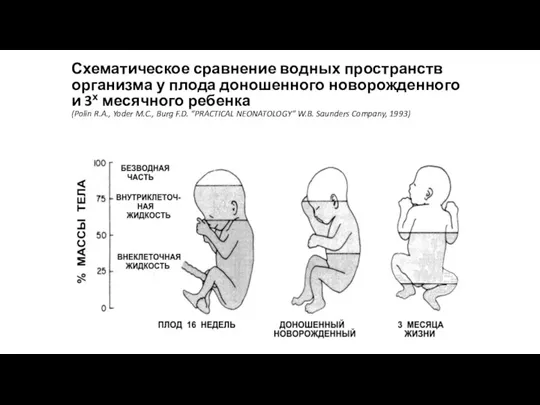 Схематическое сравнение водных пространств организма у плода доношенного новорожденного и