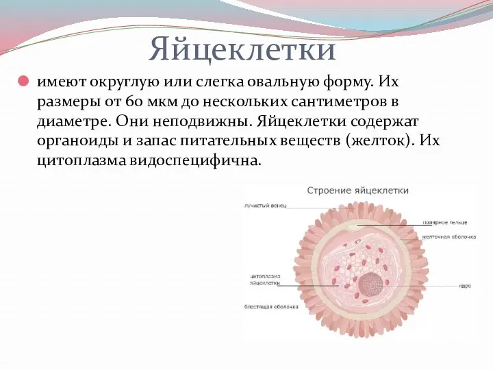 Яйцеклетки имеют округлую или слегка овальную форму. Их размеры от