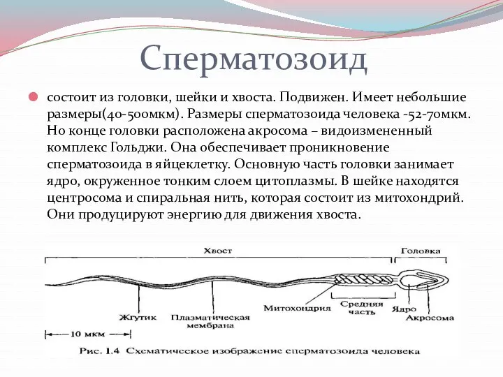 Сперматозоид состоит из головки, шейки и хвоста. Подвижен. Имеет небольшие