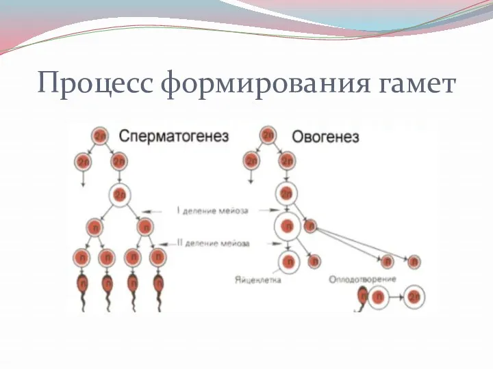 Процесс формирования гамет