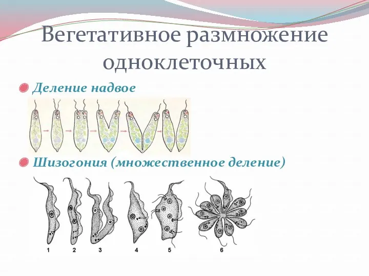 Вегетативное размножение одноклеточных Деление надвое Шизогония (множественное деление)