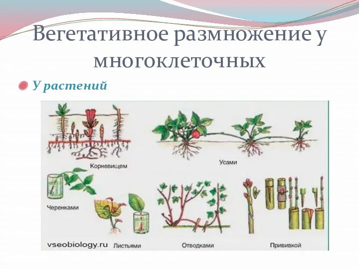 Вегетативное размножение у многоклеточных У растений