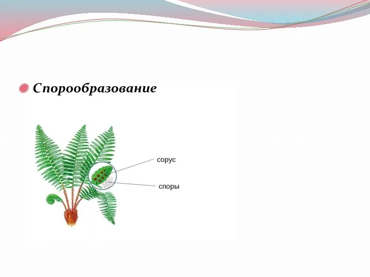 Спорообразование