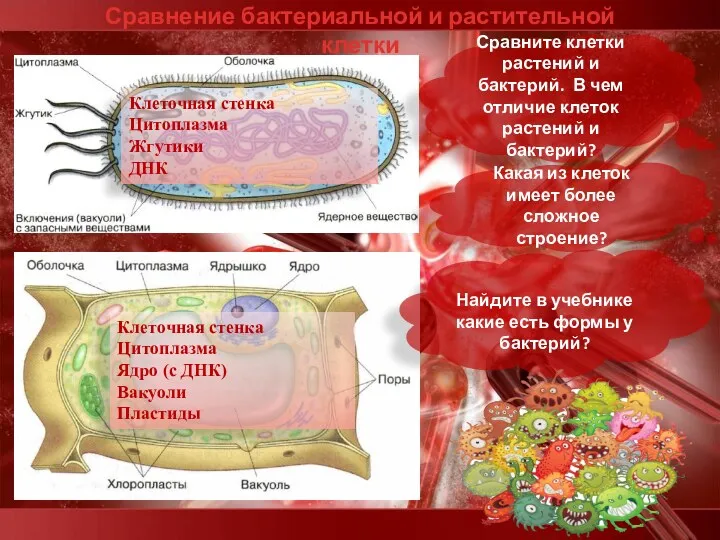 Сравнение бактериальной и растительной клетки Сравните клетки растений и бактерий. В чем отличие