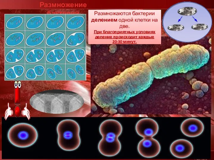 Размножение бактерий Размножаются бактерии делением одной клетки на две. При благоприятных условиях деление