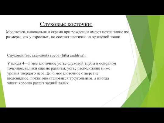 Слуховые косточки: Молоточек, наковальня и стремя при рождении имеют почти