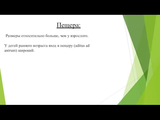 Пещера: Размеры относительно больше, чем у взрослого. У детей раннего